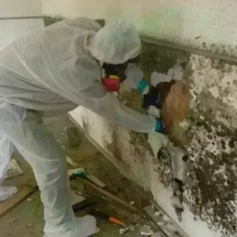 Best Mold Remediation and Removal Service in Balch Springs, TX